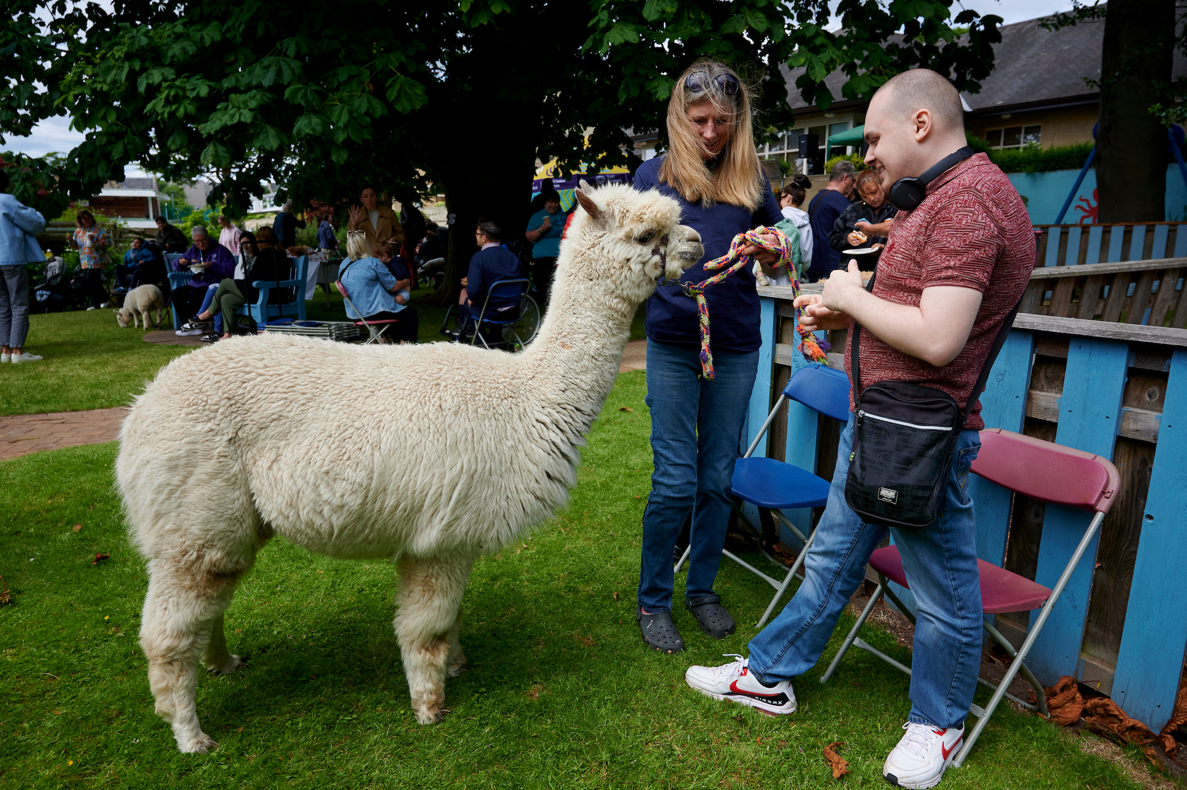 Two people stand outside and pet a white furred llama