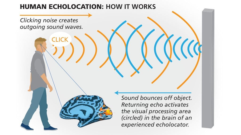 A infographic detailing how Human Echolocation works. It shows how sound waves are created from a person making a noise and how this sound bounces off surrounding objects and returns to the person.